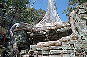 Ta Prohm temple - silk-cotton trees rising over the ruins 